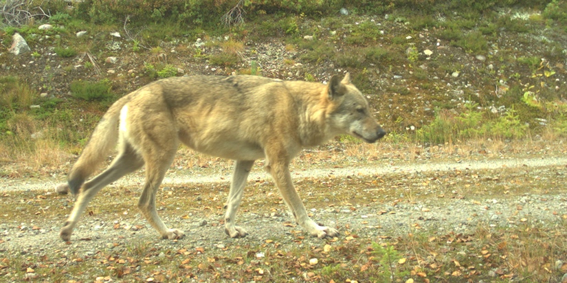 18 ulver registrert på DNA så langt i sommer